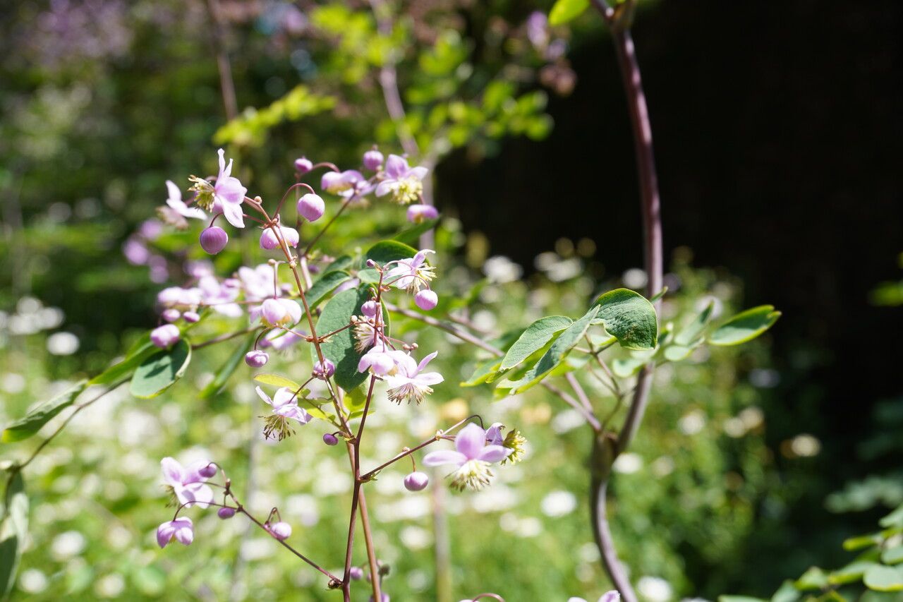 Thalictrum rochebruneanum — houseplant care guide