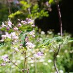 Thalictrum rochebruneanum