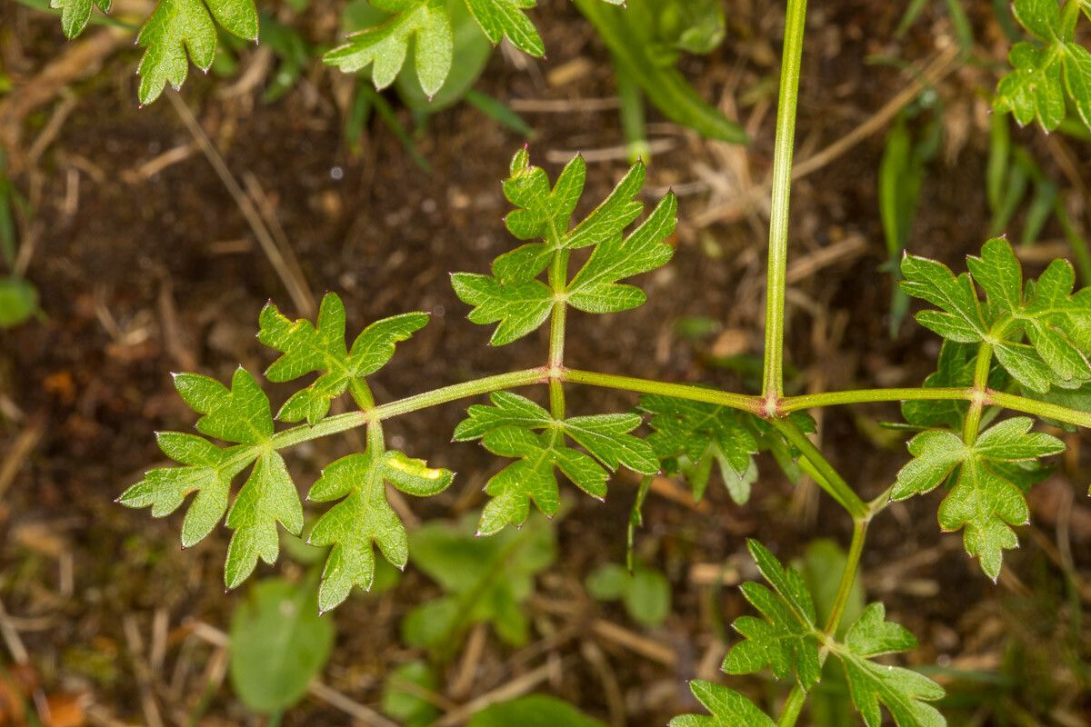 Oreoselinum nigrum — houseplant care guide