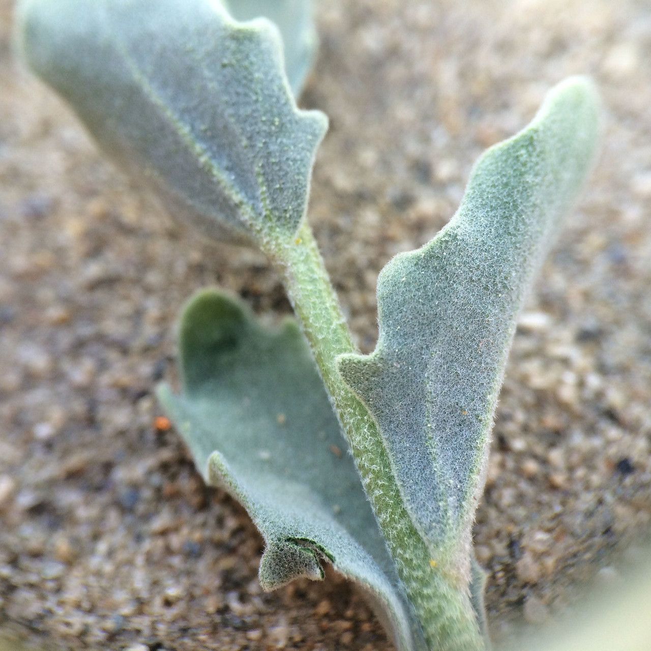 Dithyrea californica leaf