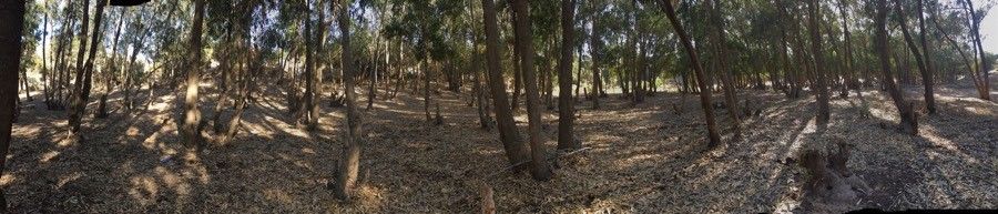 Eucalyptus occidentalis habit