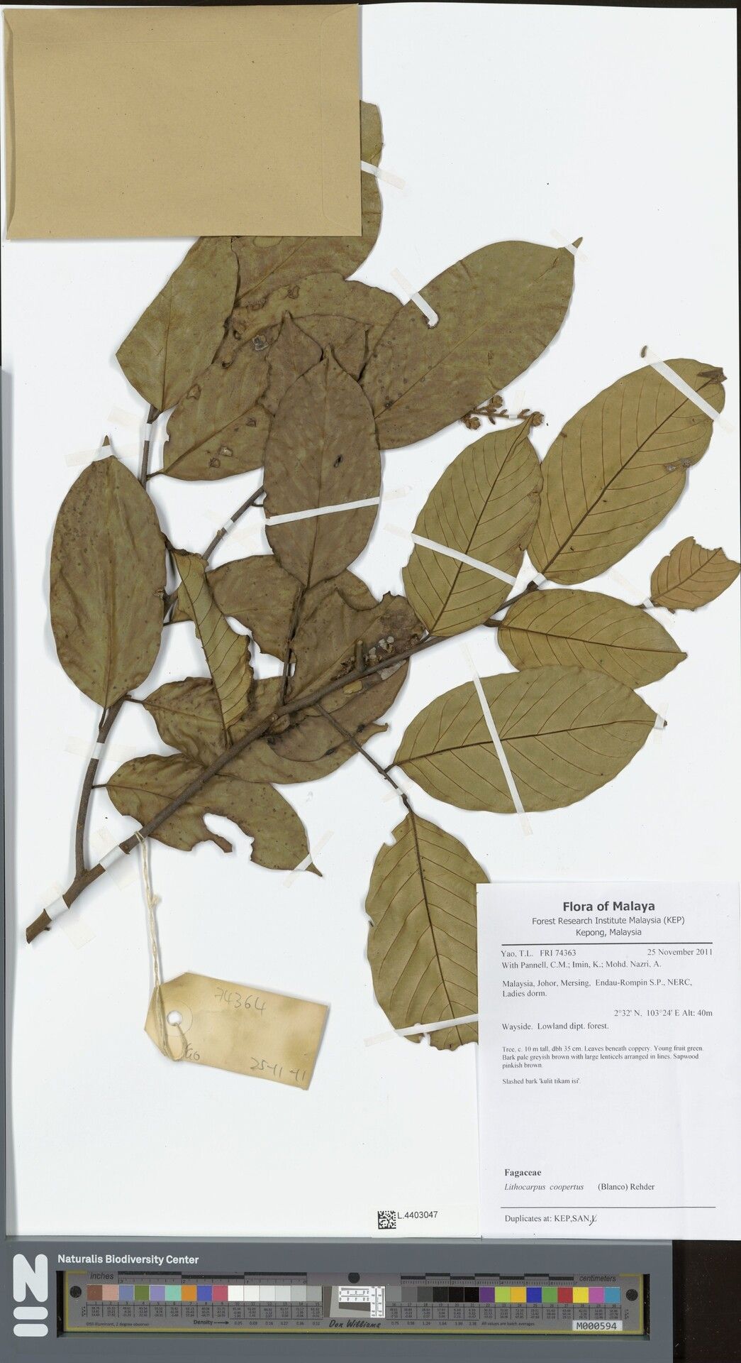 Lithocarpus coopertus — search result for 'Lithocarpus'