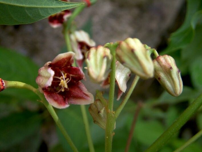 Manihot leptophylla flower