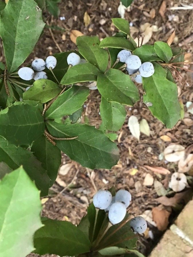 Berberis chinensis fruit