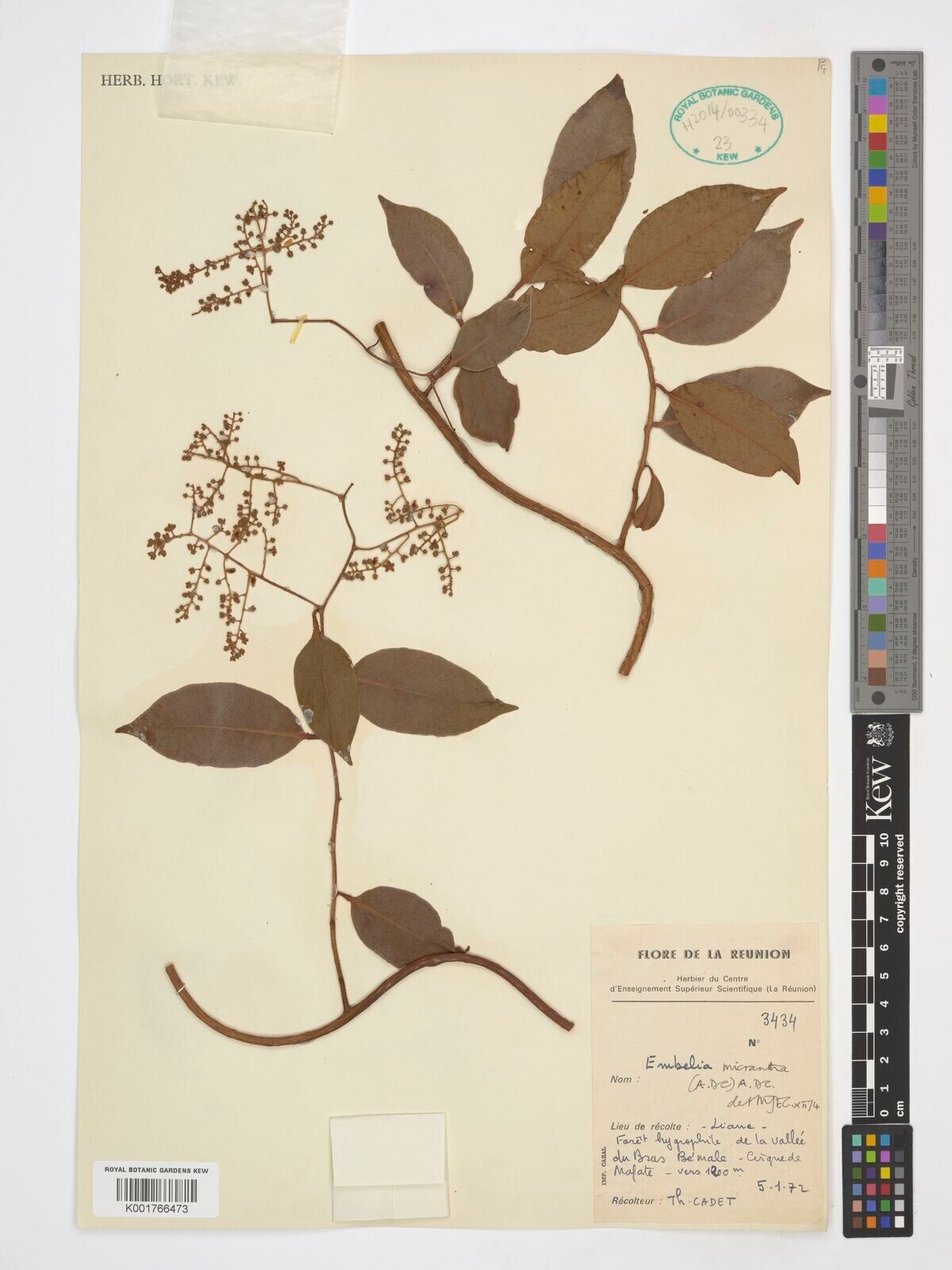 Embelia micrantha — houseplant care guide