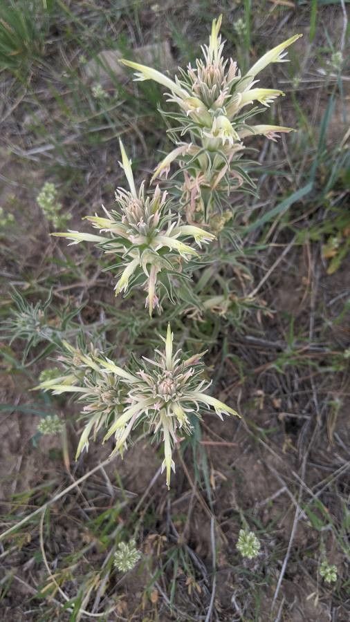 Castilleja sessiliflora — search result for 'Castilleja'