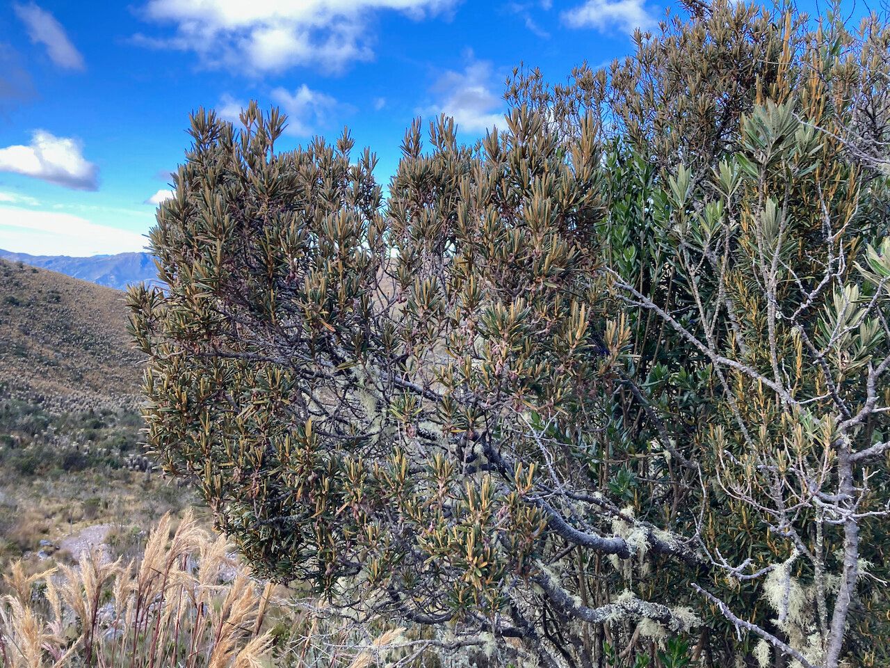 Miconia salicifolia habit