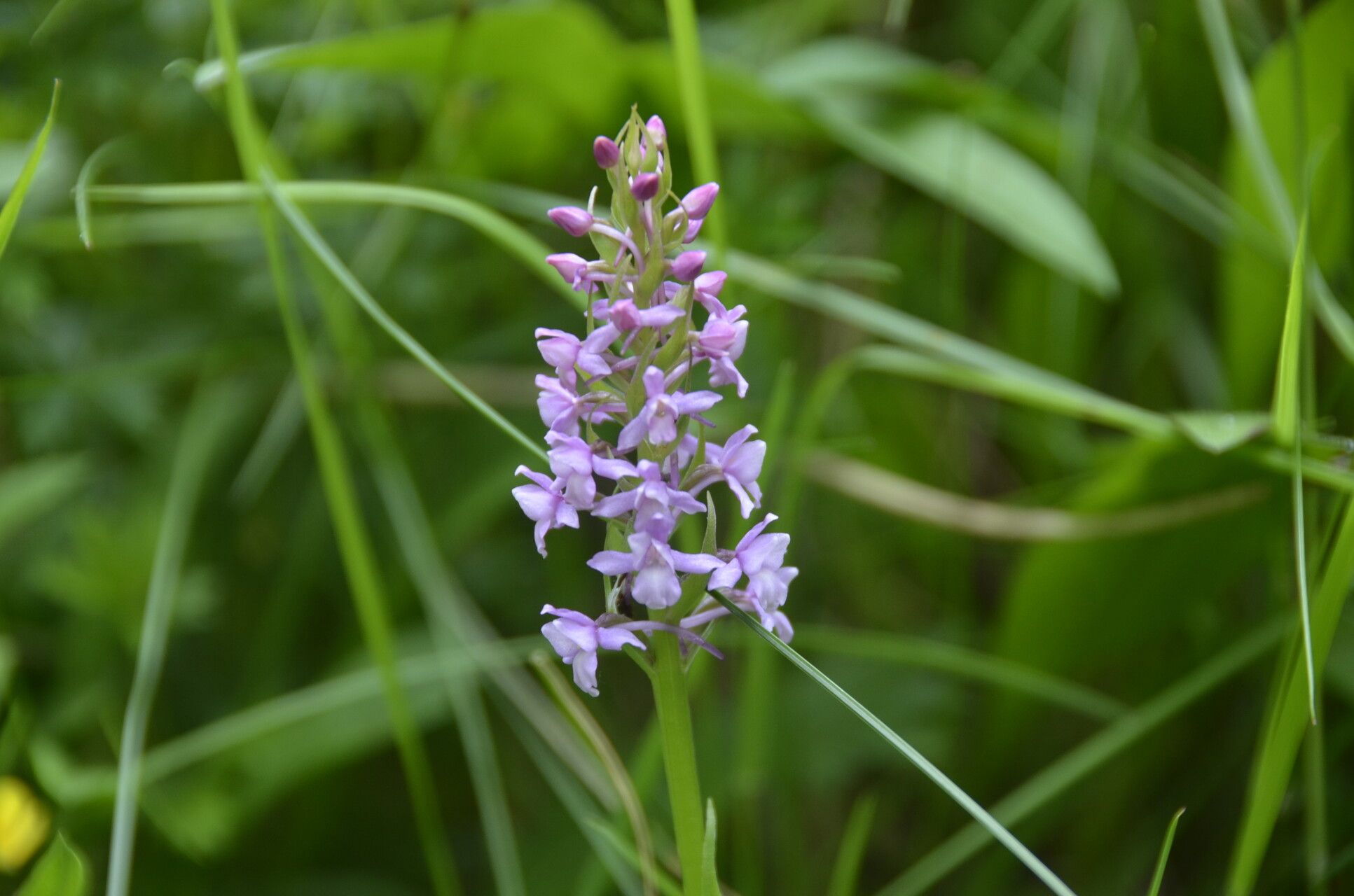Gymnadenia borealis flower