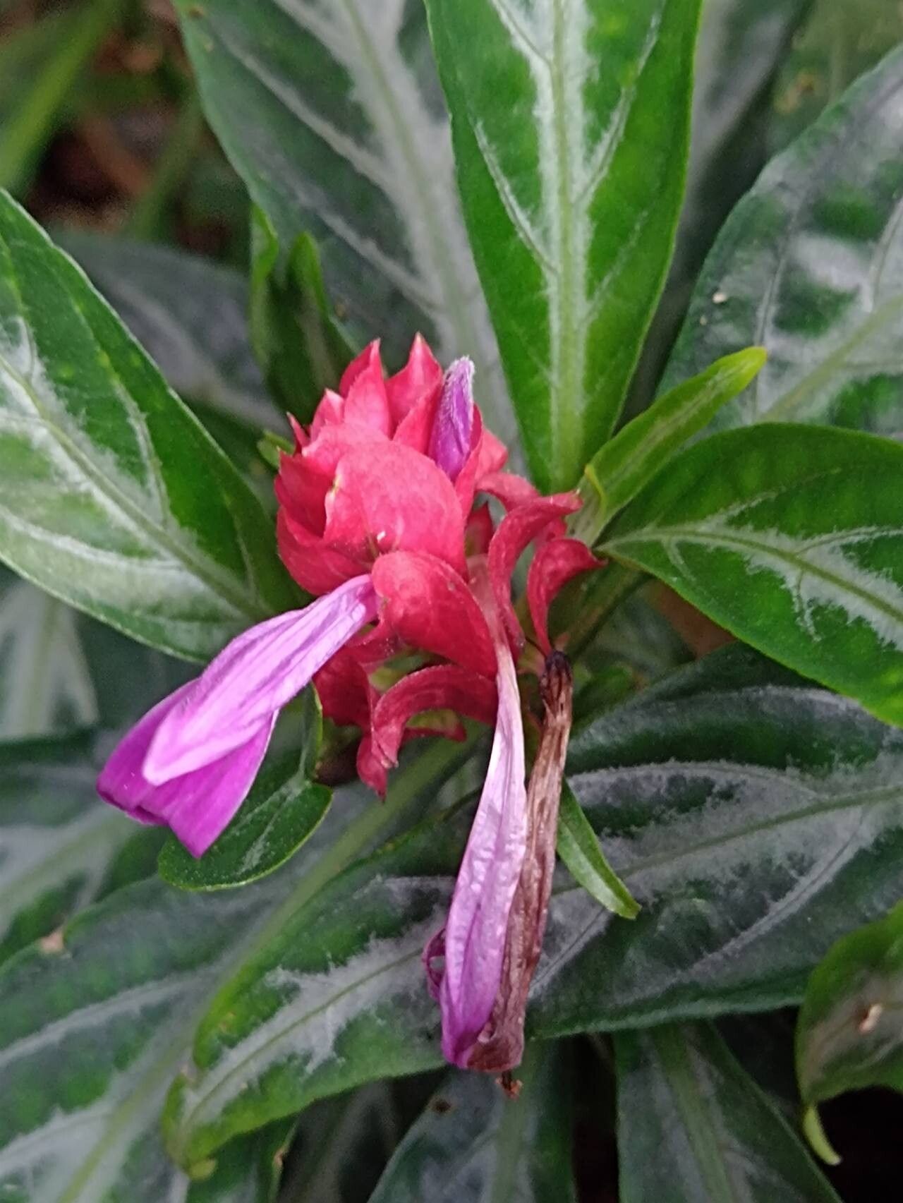 Justicia lanceolata flower