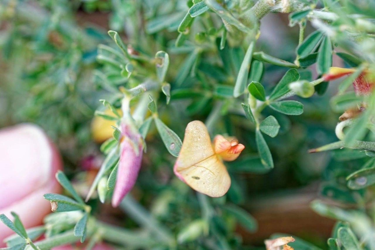 Crotalaria grevei leaf