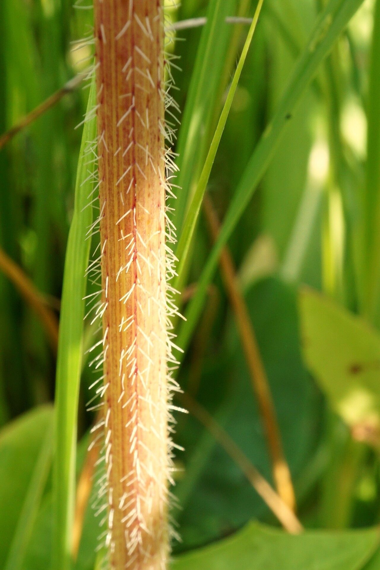 Laserpitium prutenicum bark