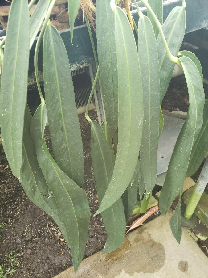 Anthurium wendlingeri leaf