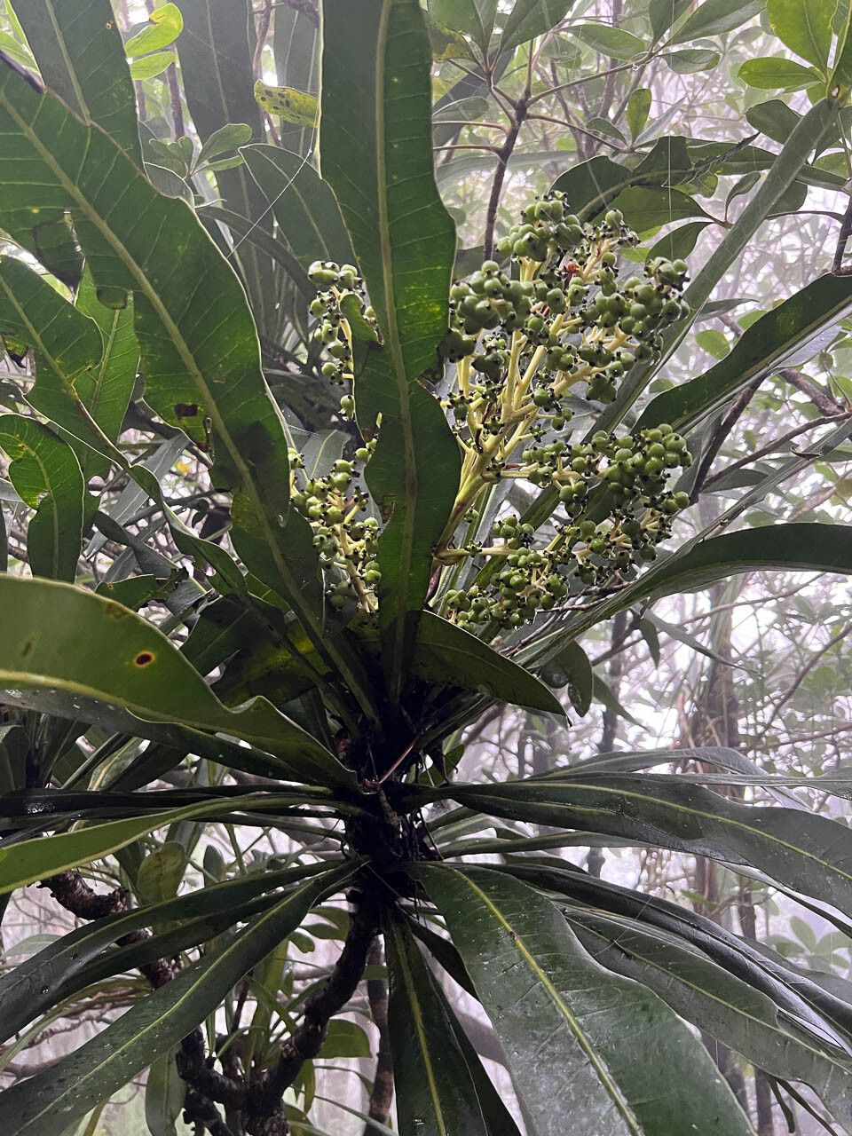 Meryta pachycarpa — houseplant care guide