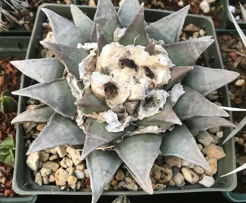 Ariocarpus retusus leaf