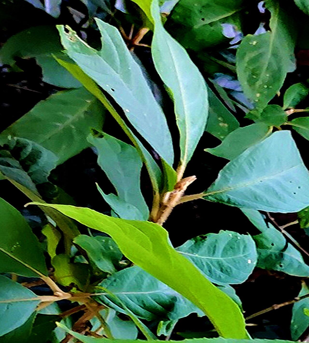 Callicarpa kochiana — search result for 'Callicarpa'