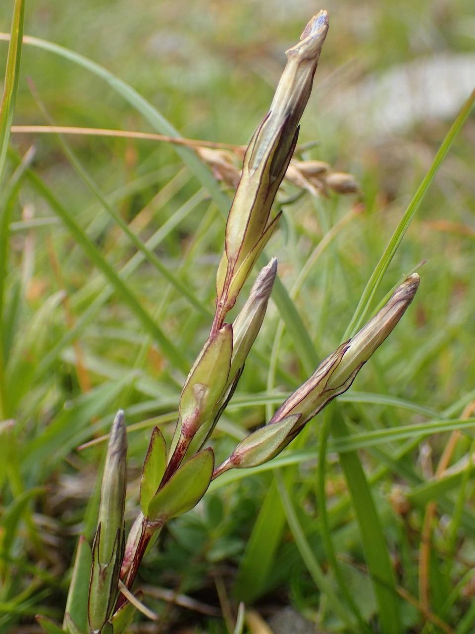 Gentiana nivalis fruit