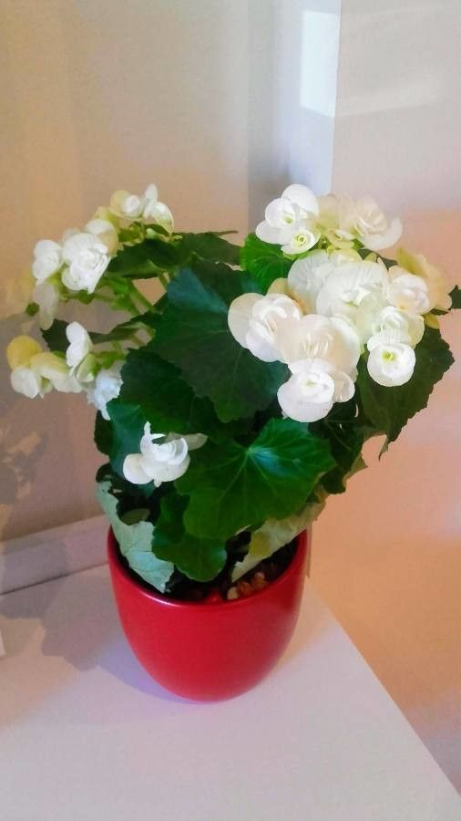 Begonia alchemilloides — search result for 'Begonia'