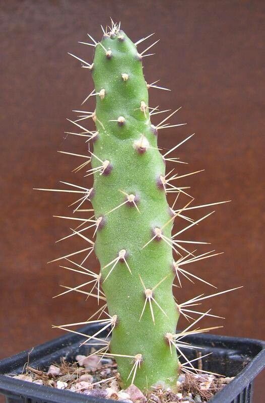 Consolea macracantha — related species from the same genus