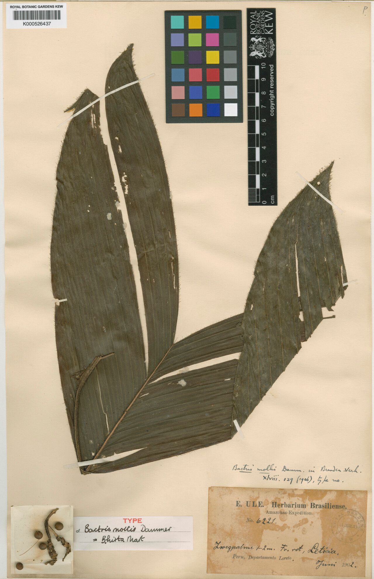 Bactris hirta — houseplant care guide