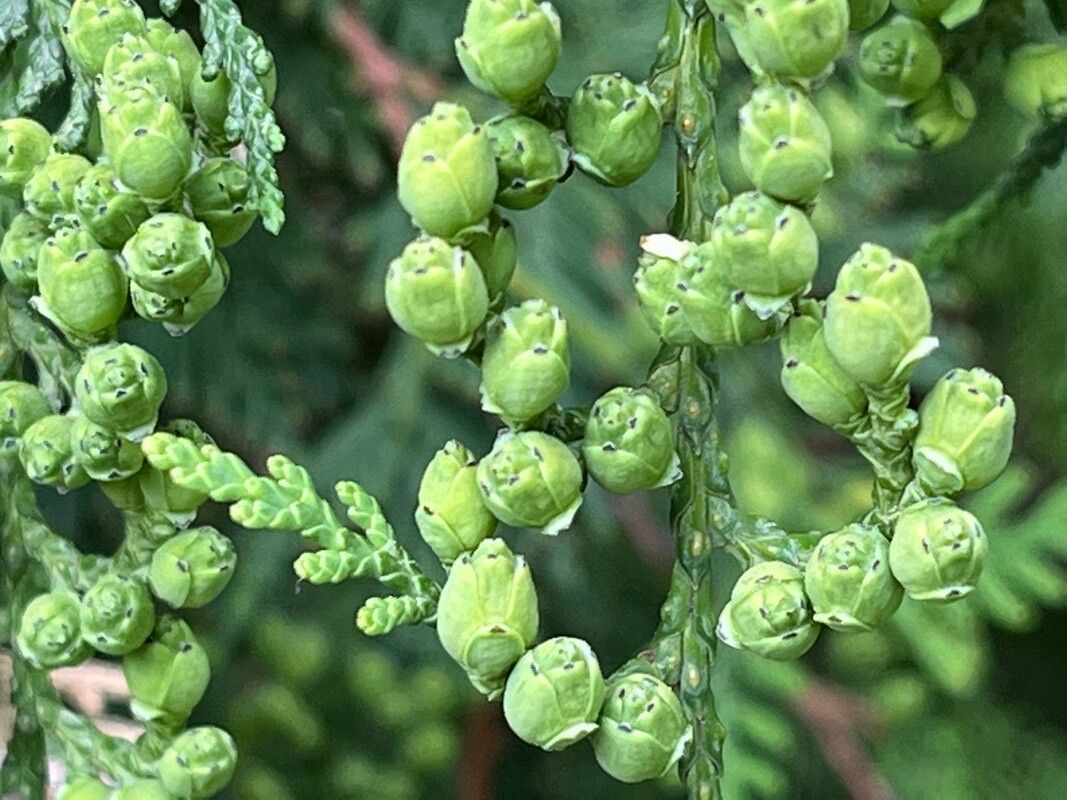 Thujopsis dolabrata flower