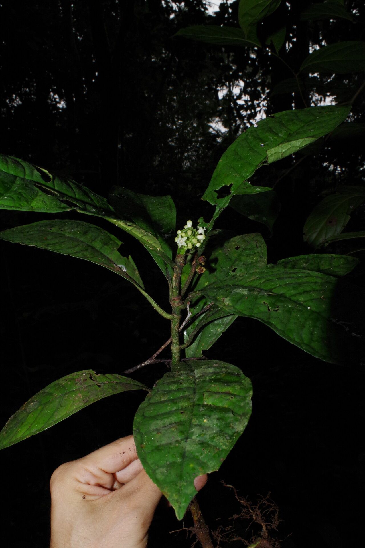 Psychotria issembei leaf