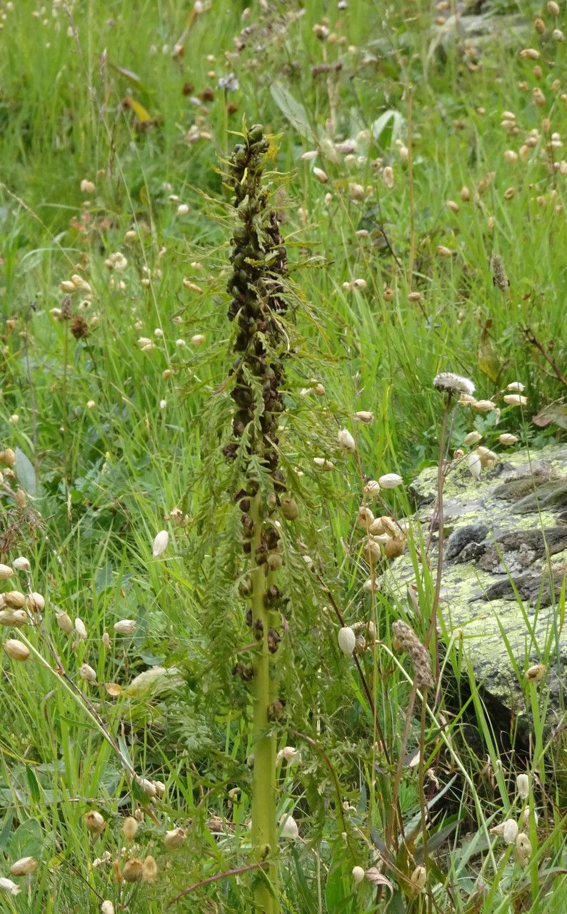 Pedicularis foliosa fruit