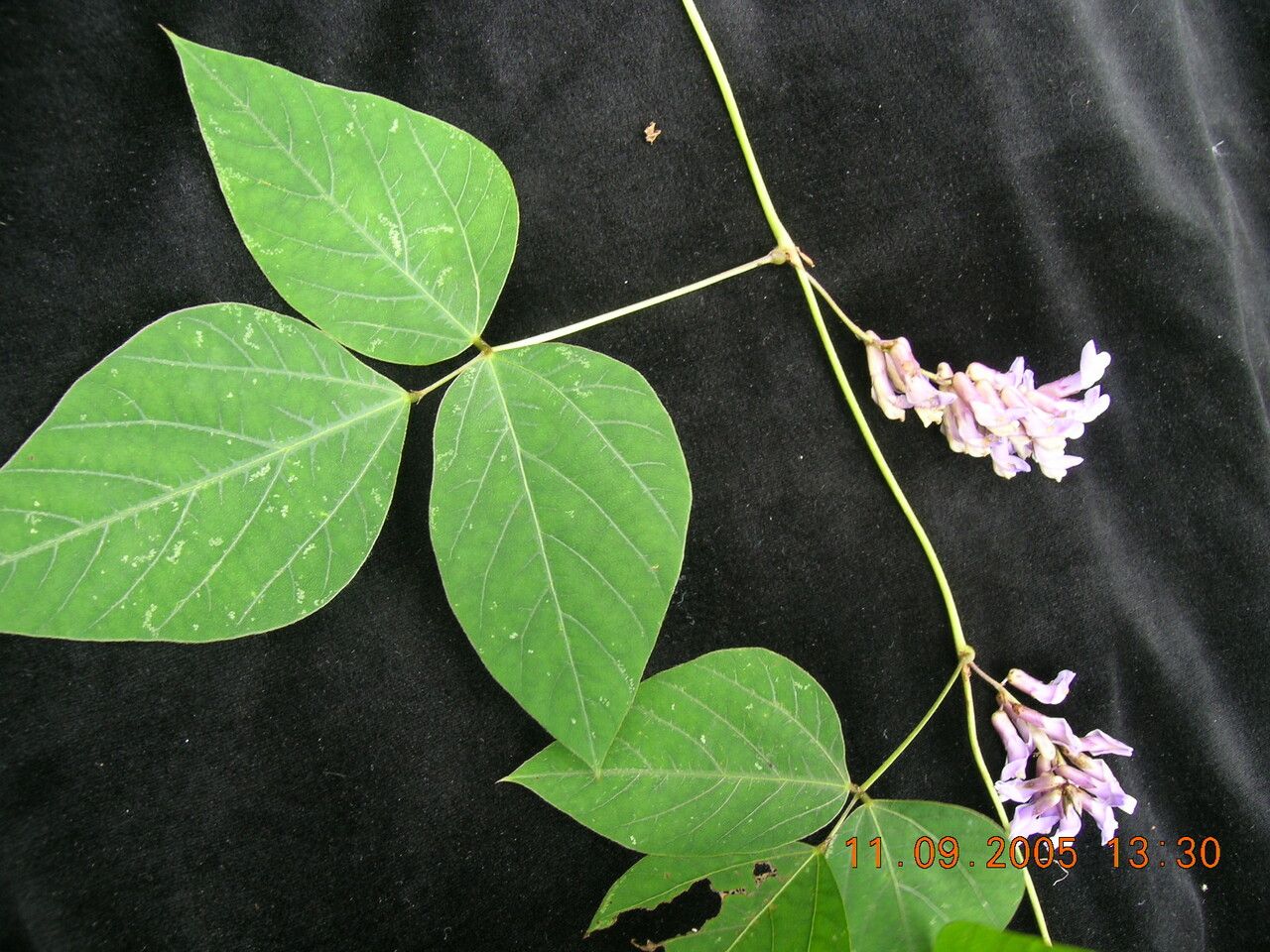 Amphicarpaea ferruginea — related species from the same genus