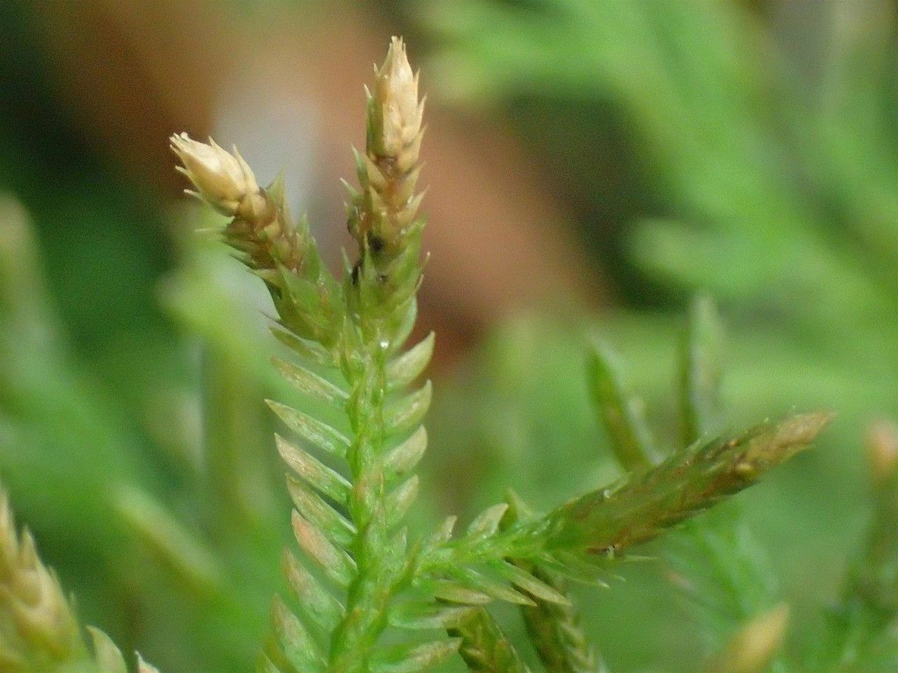 Selaginella concinna fruit