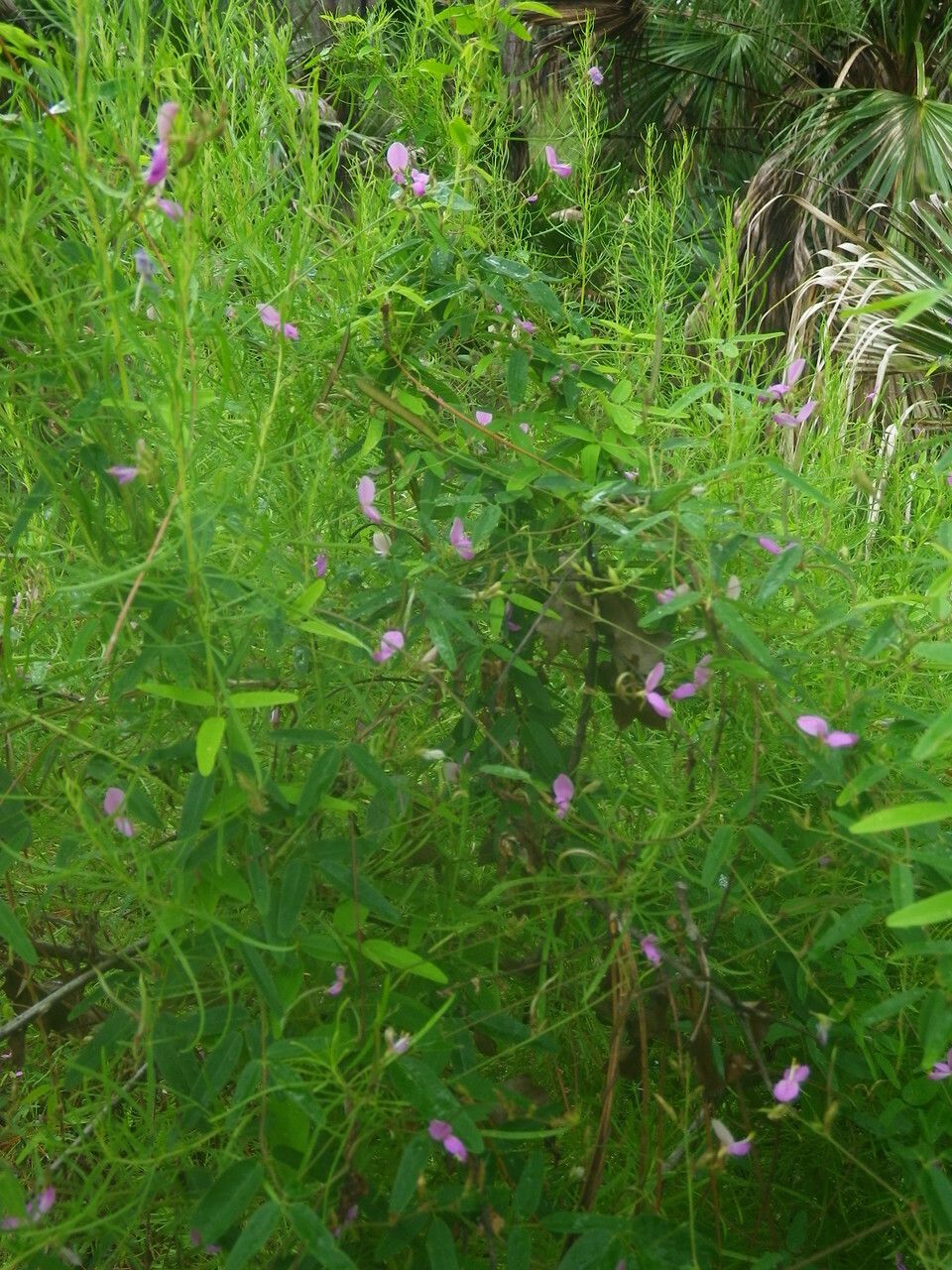 Galactia volubilis habit