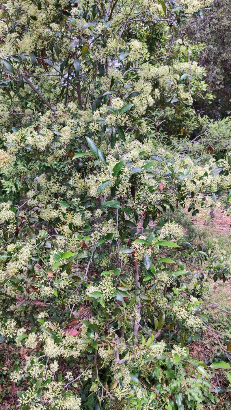 Stenocarpus salignus habit