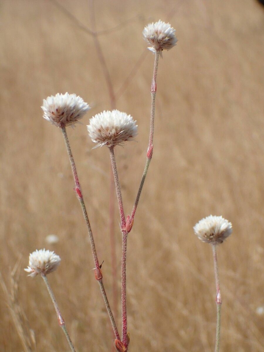 Polycarpaea linearifolia other