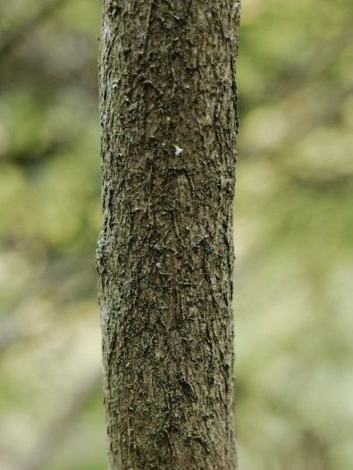 Rhododendron vaseyi bark