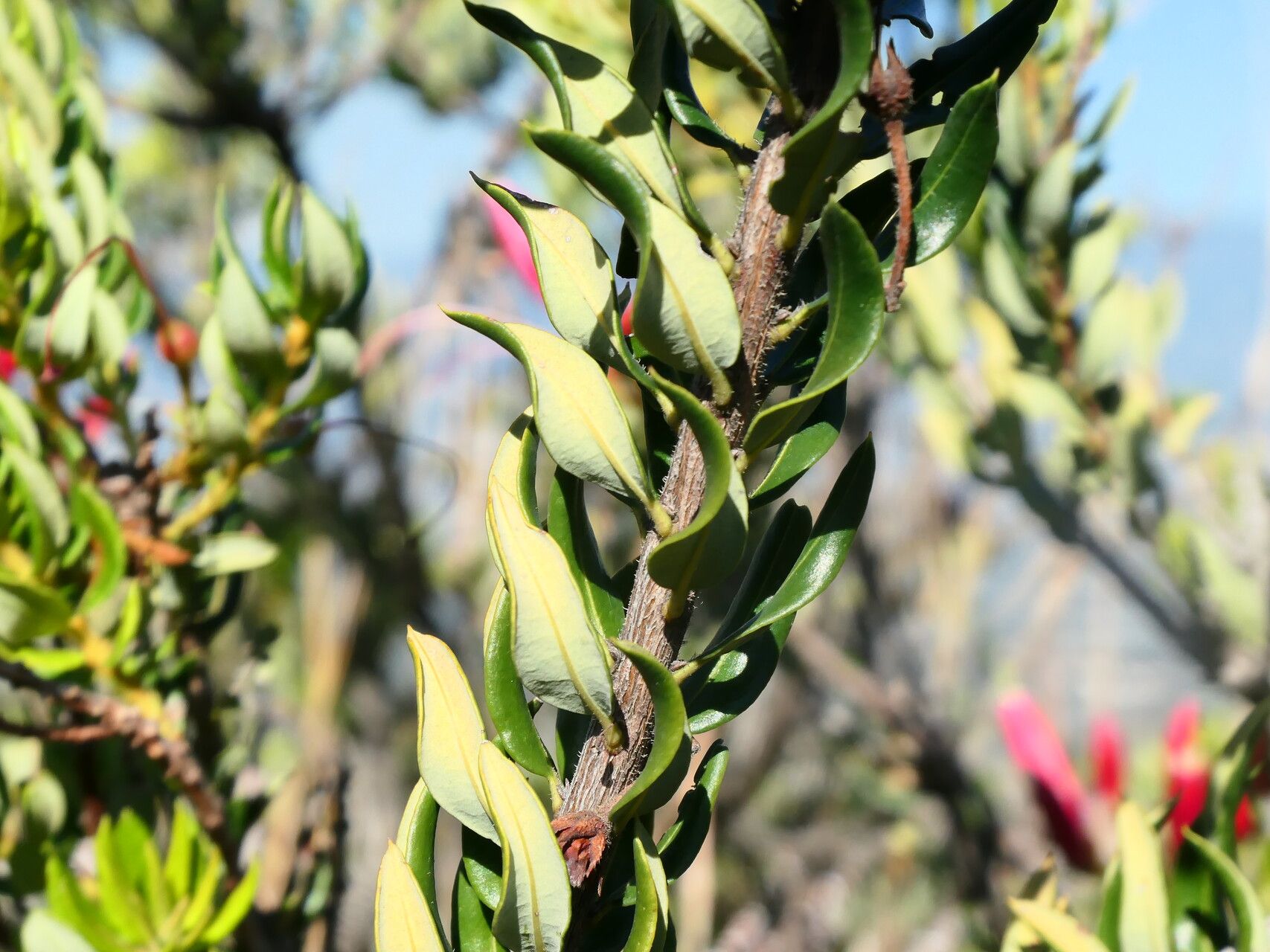 Bejaria mathewsii — related species from the same genus