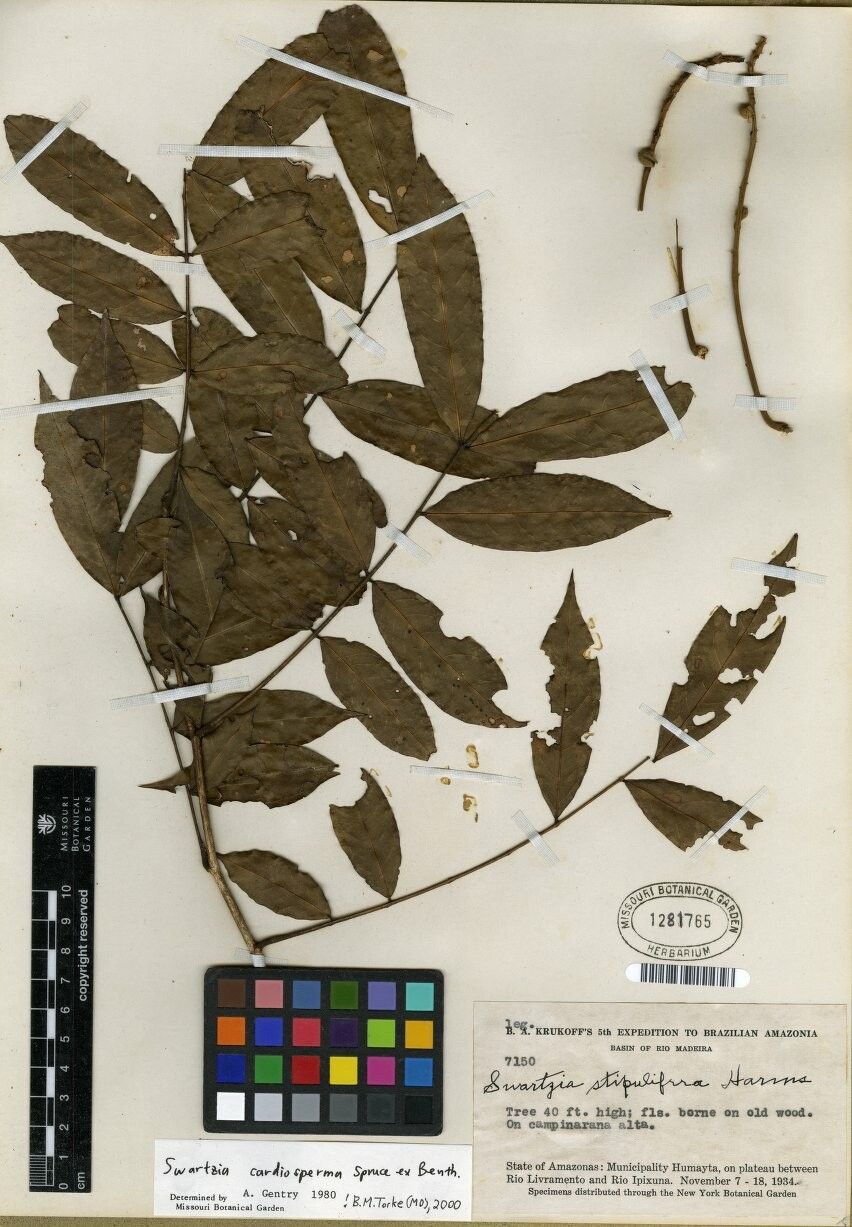 Swartzia cardiosperma — houseplant care guide