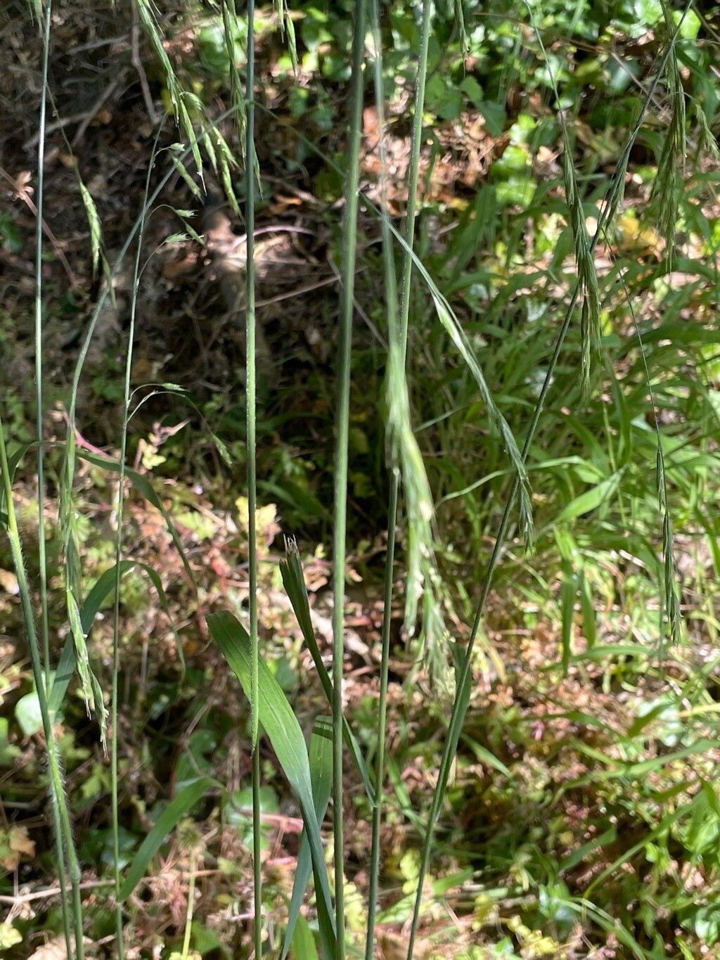 Lolium giganteum habit