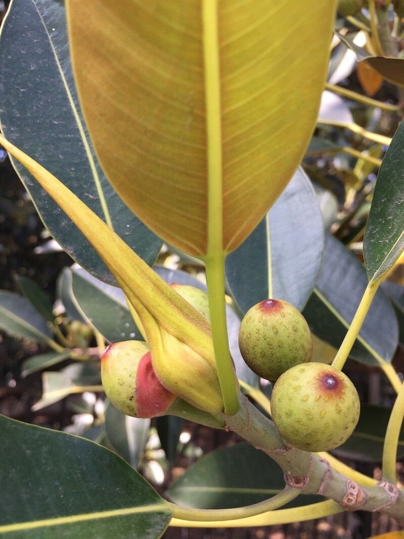 Ficus macrophylla flower