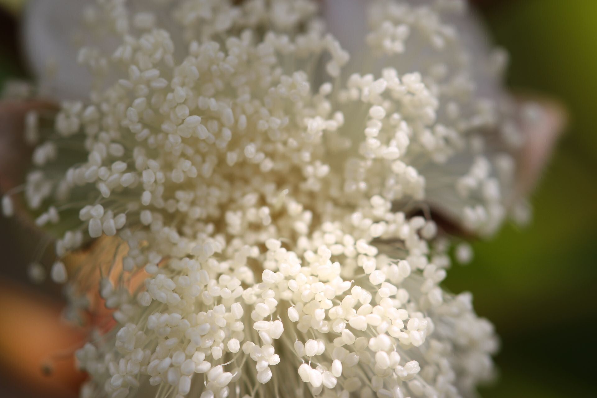Eugenia ovigera flower