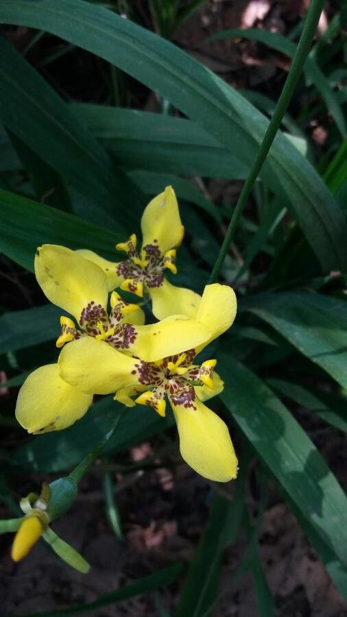 Trimezia martinicensis flower