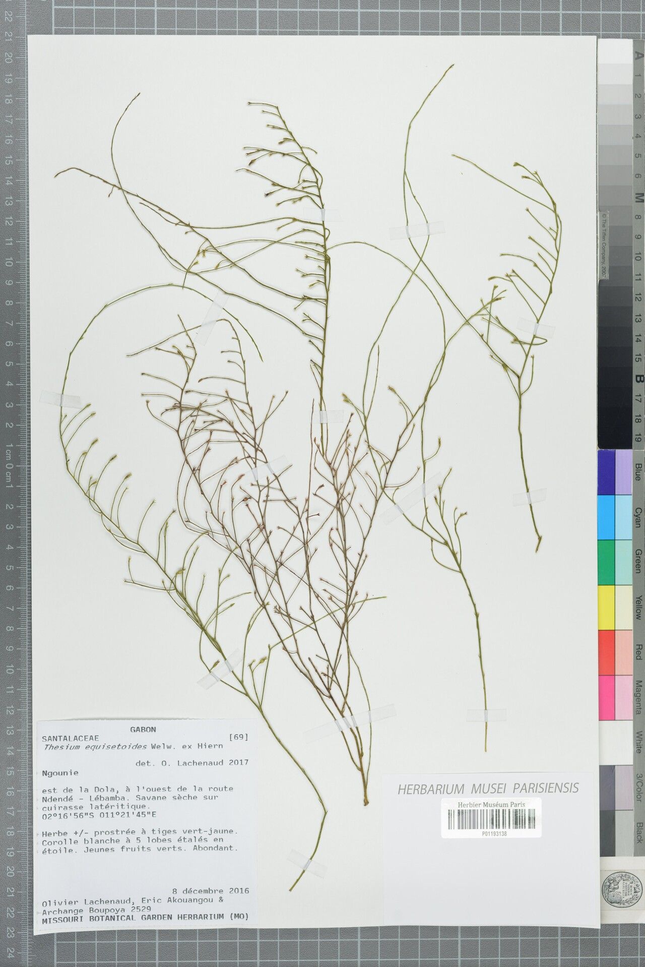 Thesium equisetoides — houseplant care guide