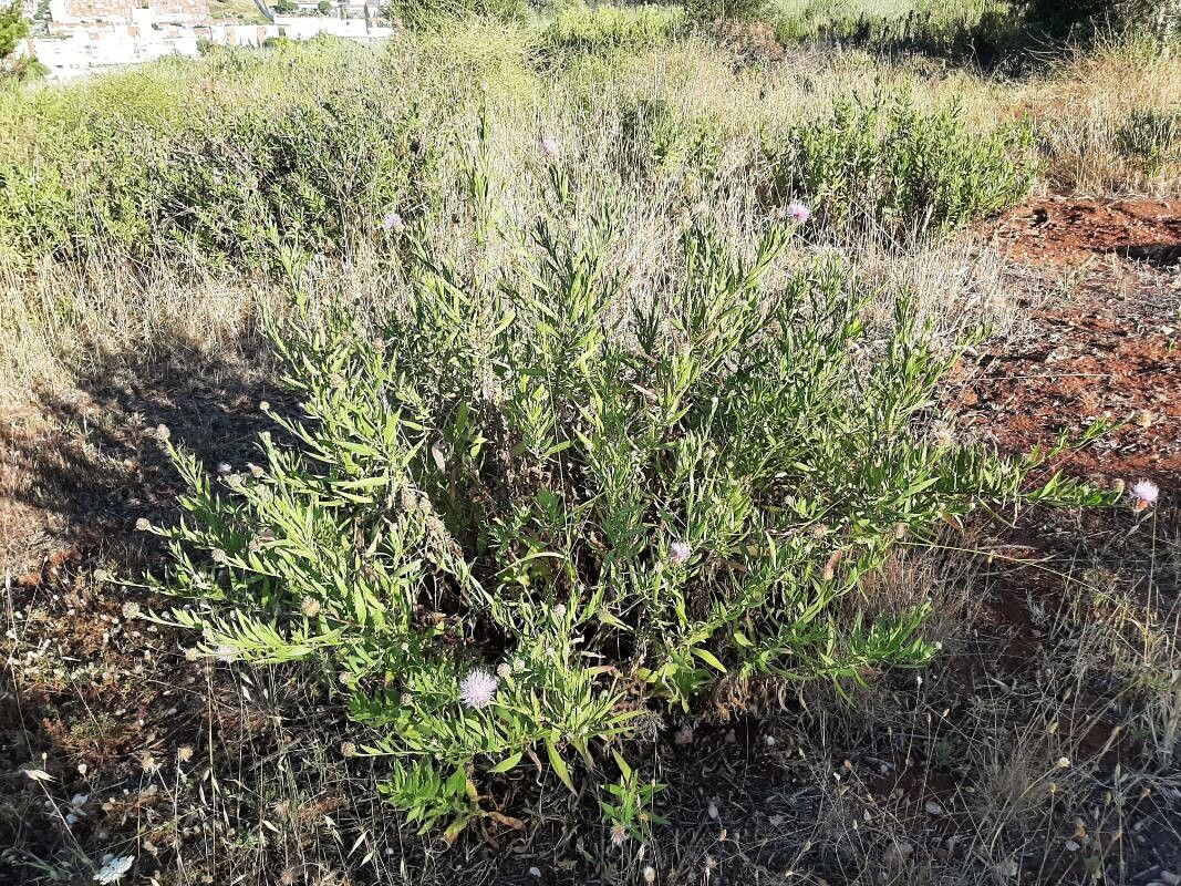 Cheirolophus uliginosus habit