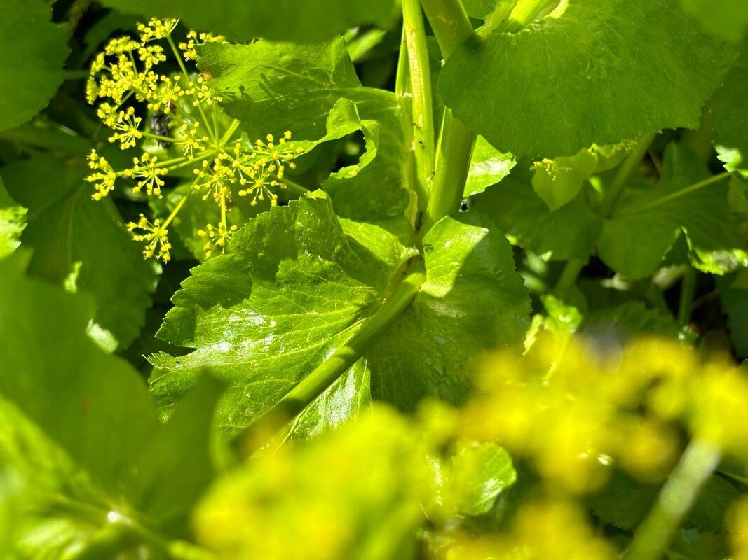 Smyrnium creticum — related species from the same genus