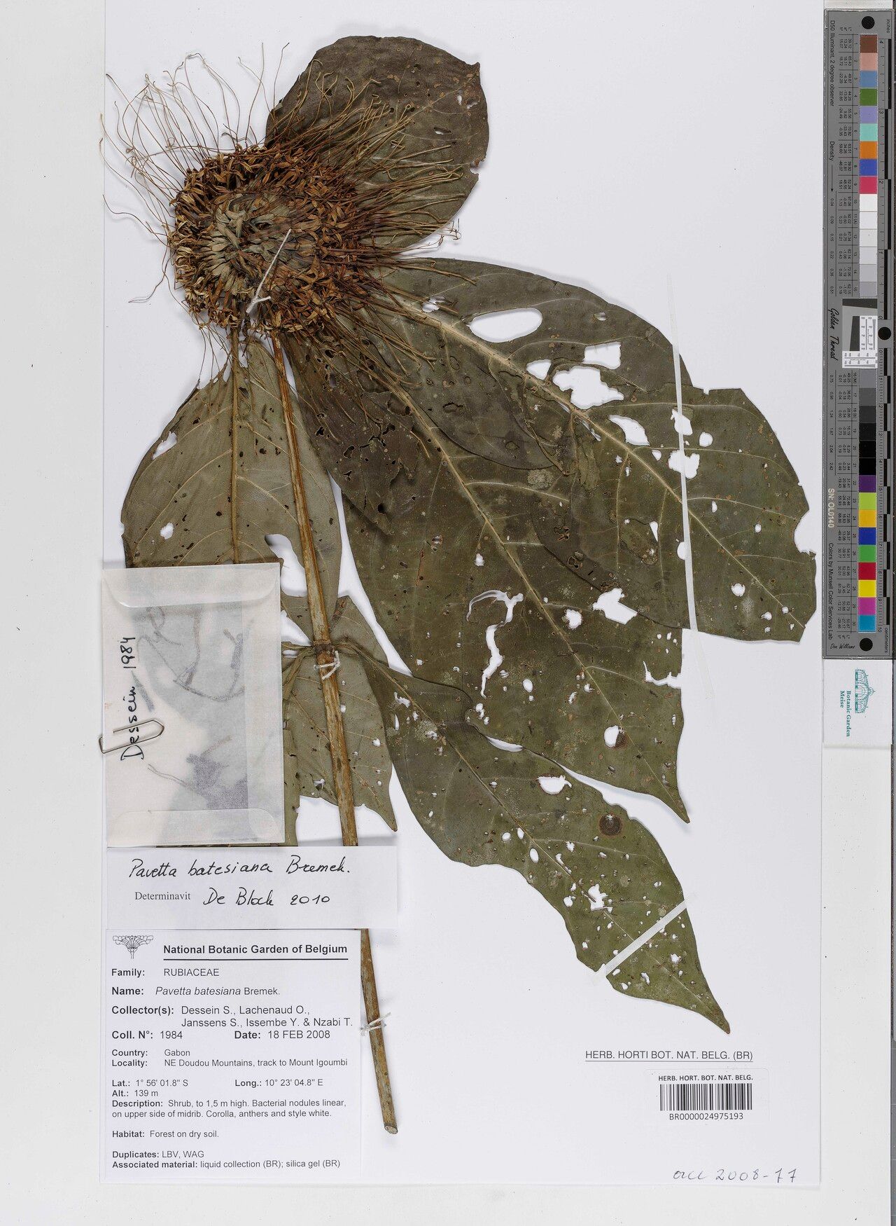 Pavetta batesiana — related species from the same genus