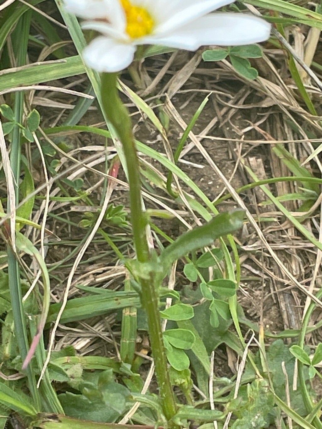 Anthemis chia — search result for 'Anthemis'