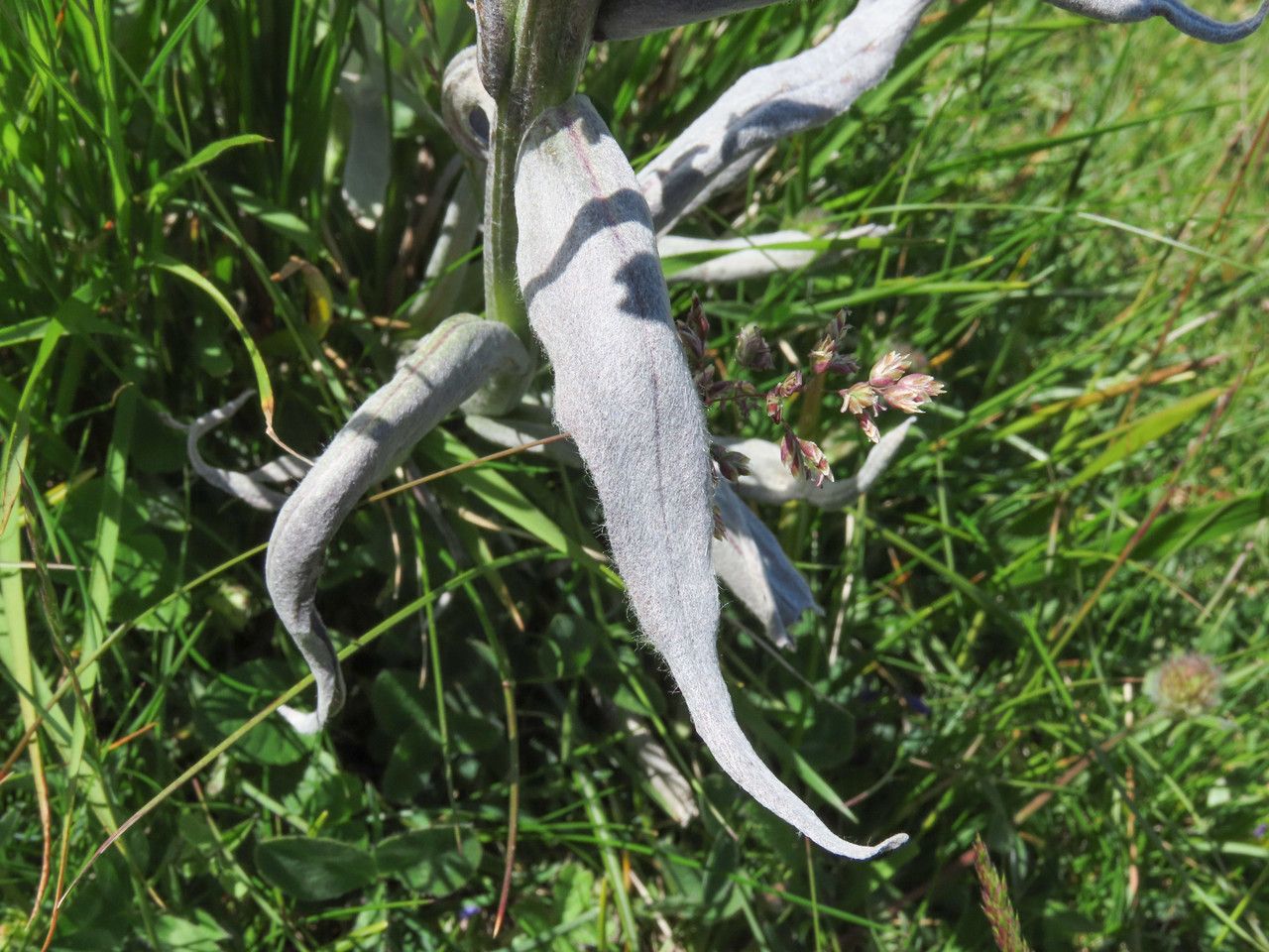 Cynoglossum magellense — search result for 'Cynoglossum'