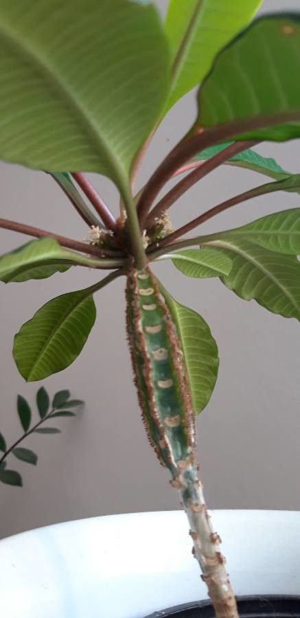 Euphorbia canutii leaf