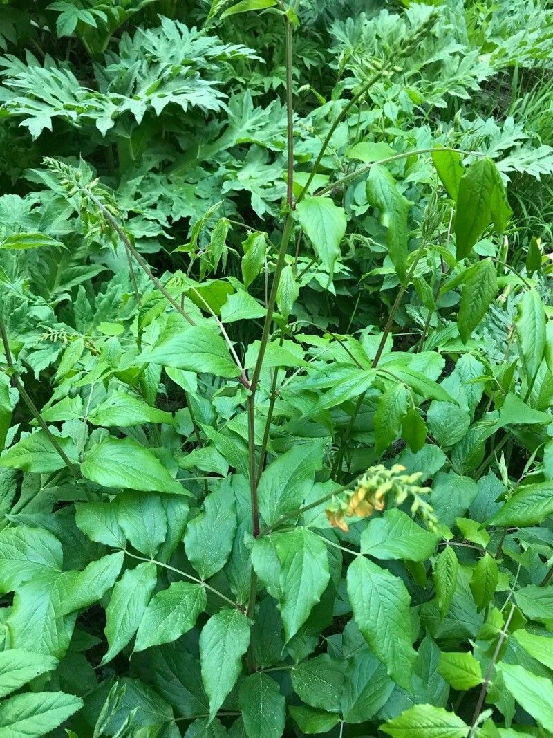 Lathyrus aureus leaf