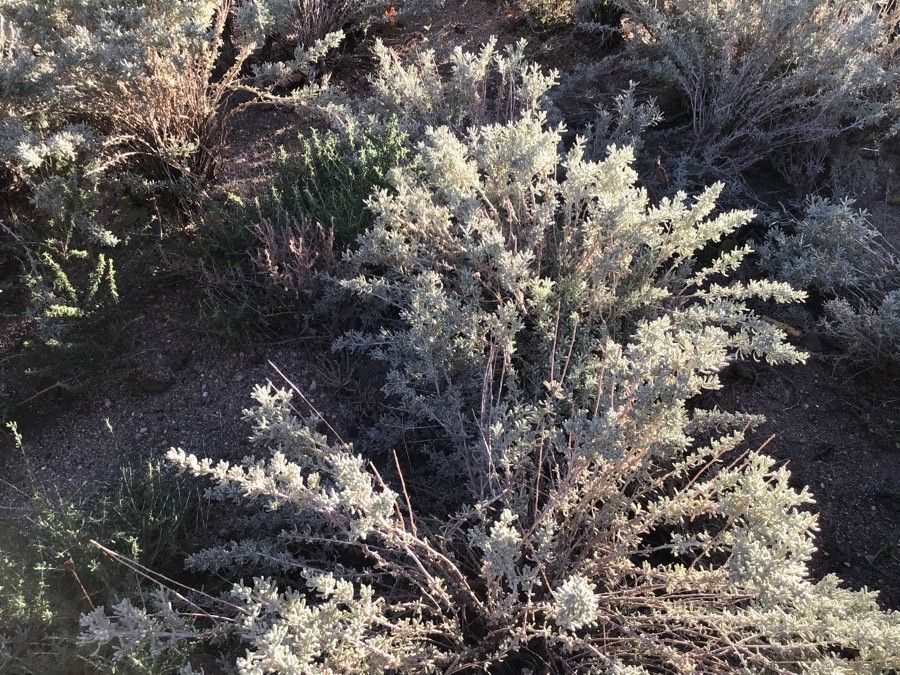 Thymus mastichina — search result for 'Thymus'