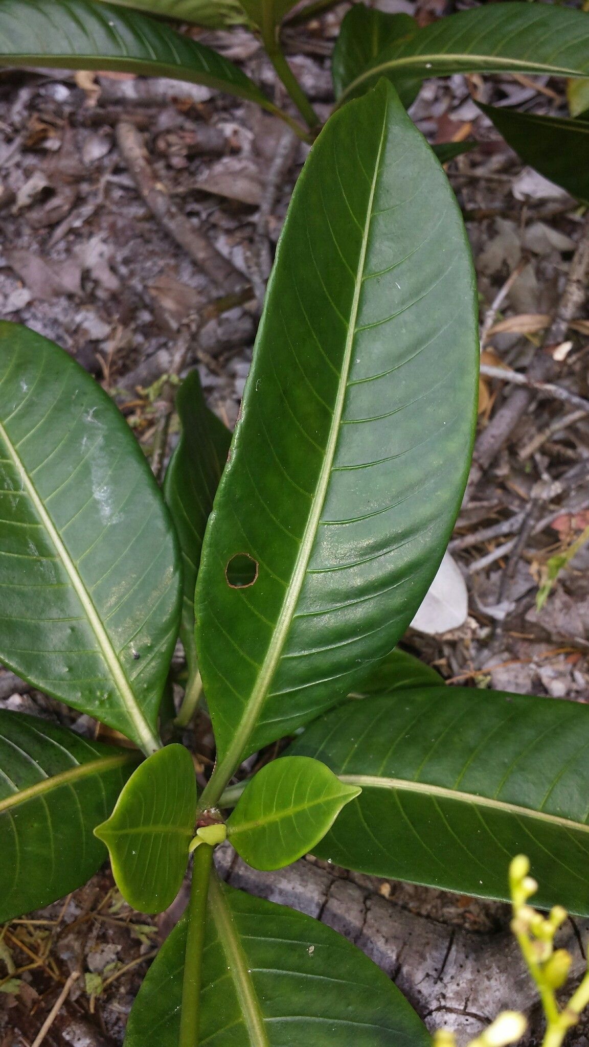 Psychotria lantzii — houseplant care guide