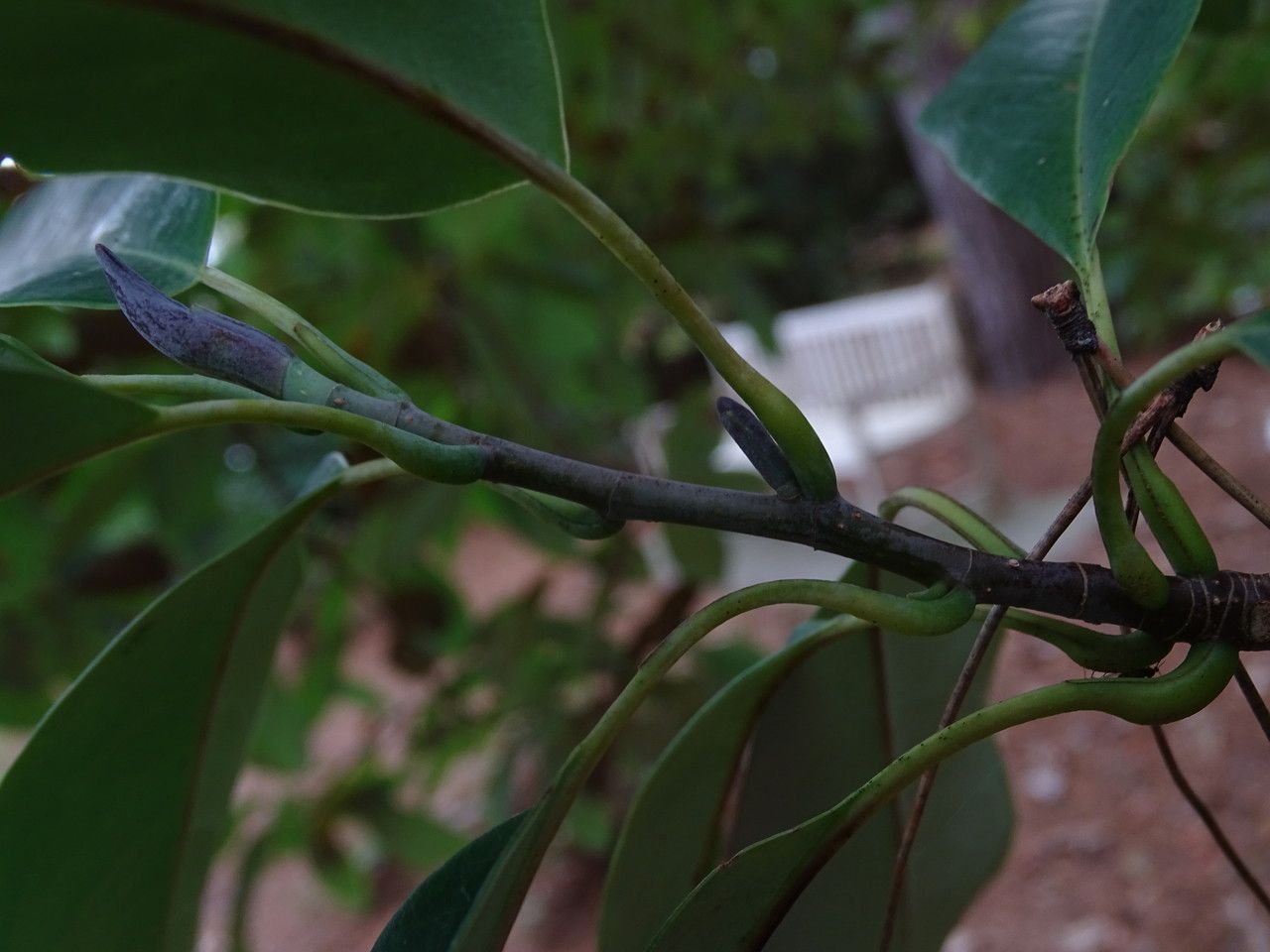 Magnolia decidua flower