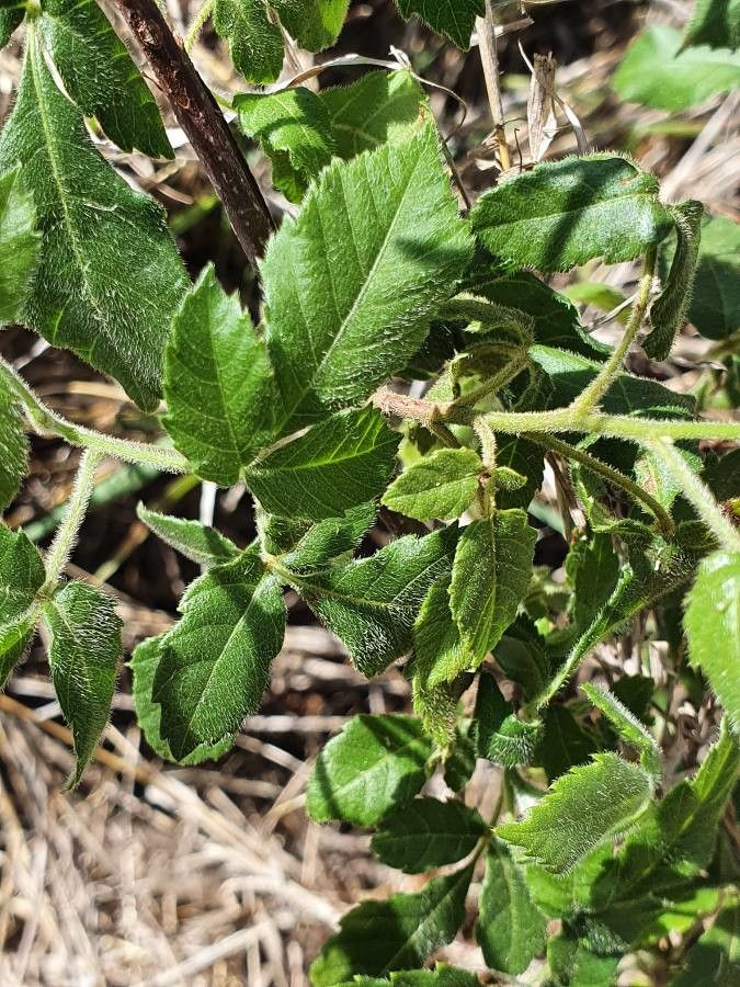 Allophylus rubifolius — houseplant care guide